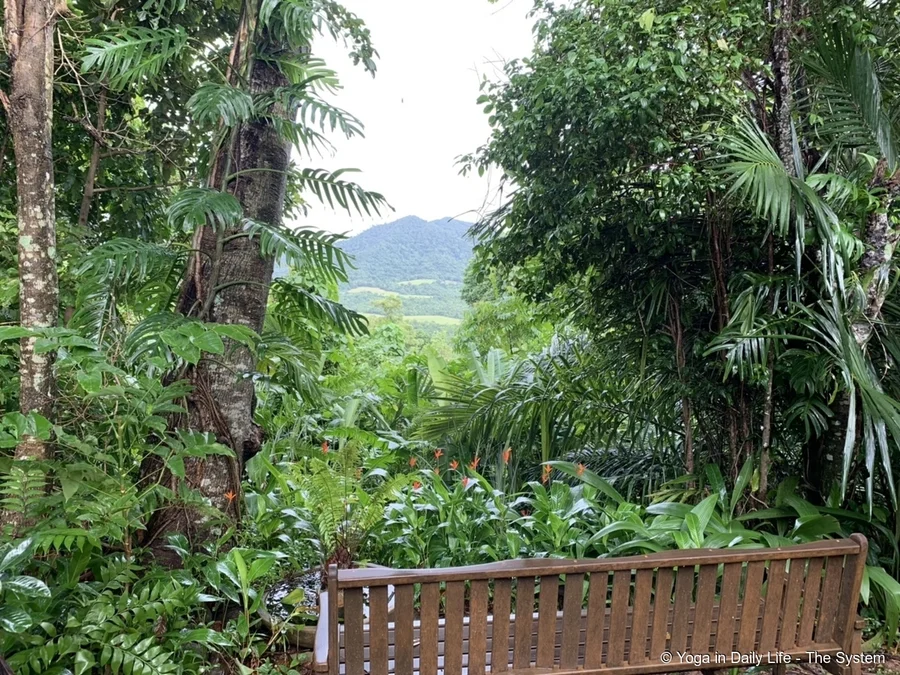 A very different landscape north east Australian rainforest