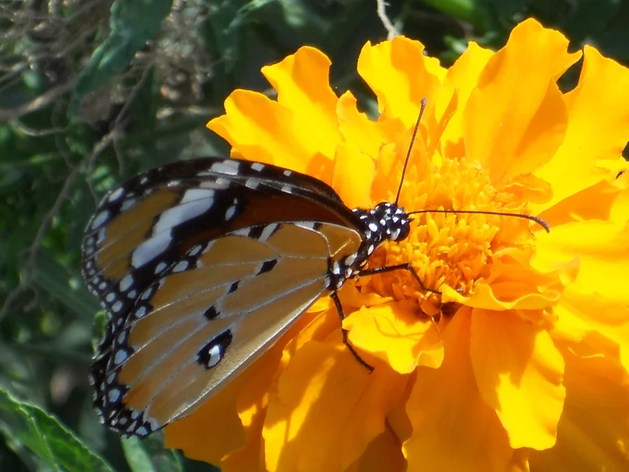 all get happiness from flowers