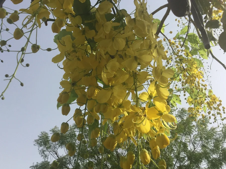 Amaltas