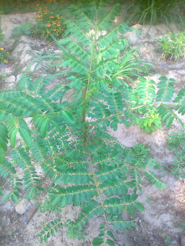 annatto seed came from Nepal