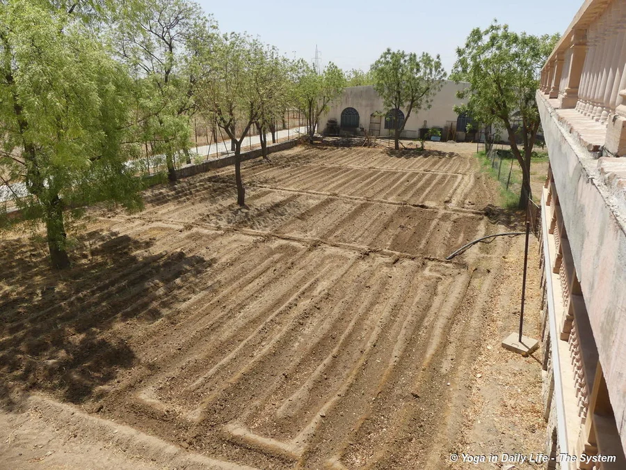 Area behind cool room prepared for cowpeas and round gourd