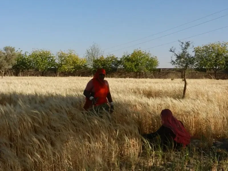 barley-wheat-harvest-at-om-ashram bodyImage
