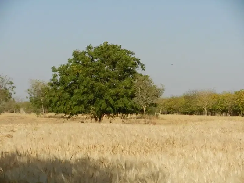 barley-wheat-harvest-at-om-ashram bodyImage