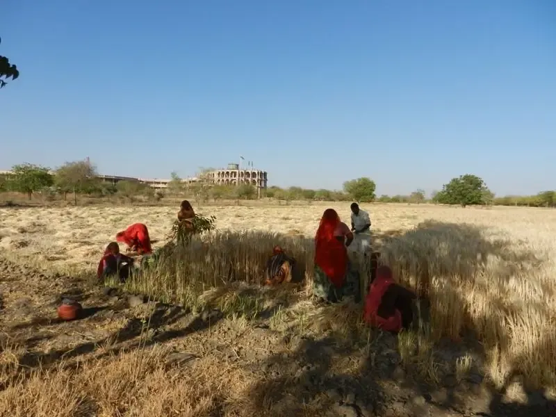 barley-wheat-harvest-at-om-ashram bodyImage