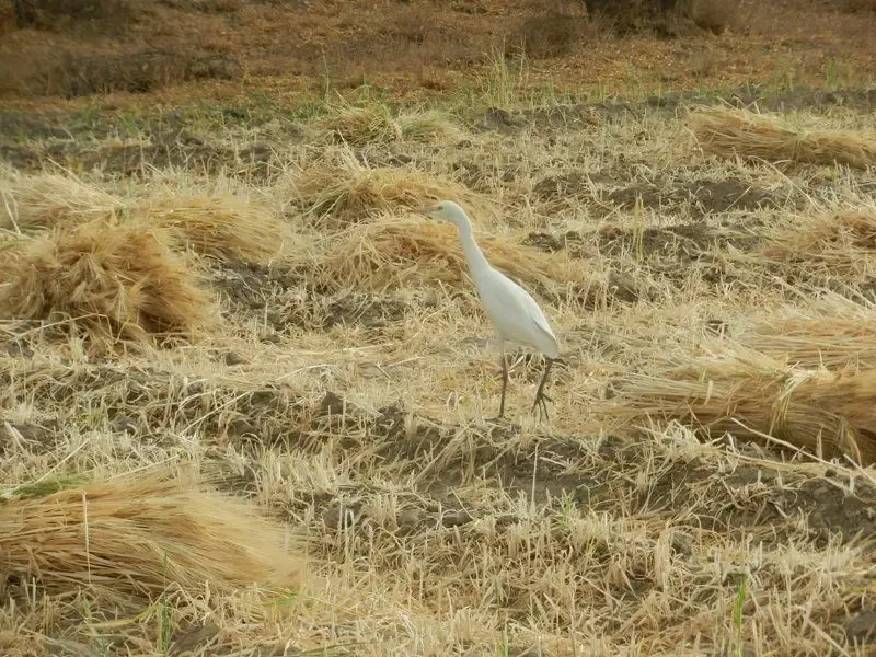 barley-wheat-harvest-at-om-ashram bodyImage