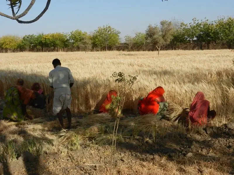 barley-wheat-harvest-at-om-ashram bodyImage
