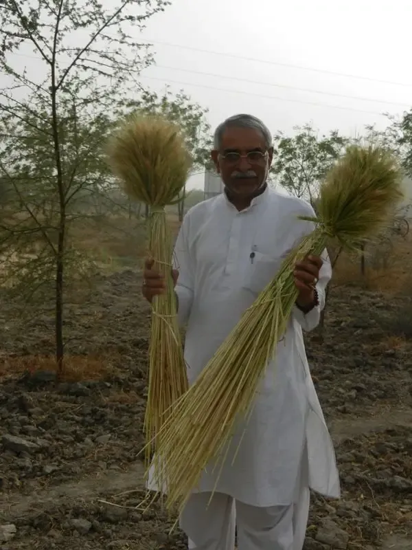 barley-wheat-harvest-at-om-ashram bodyImage