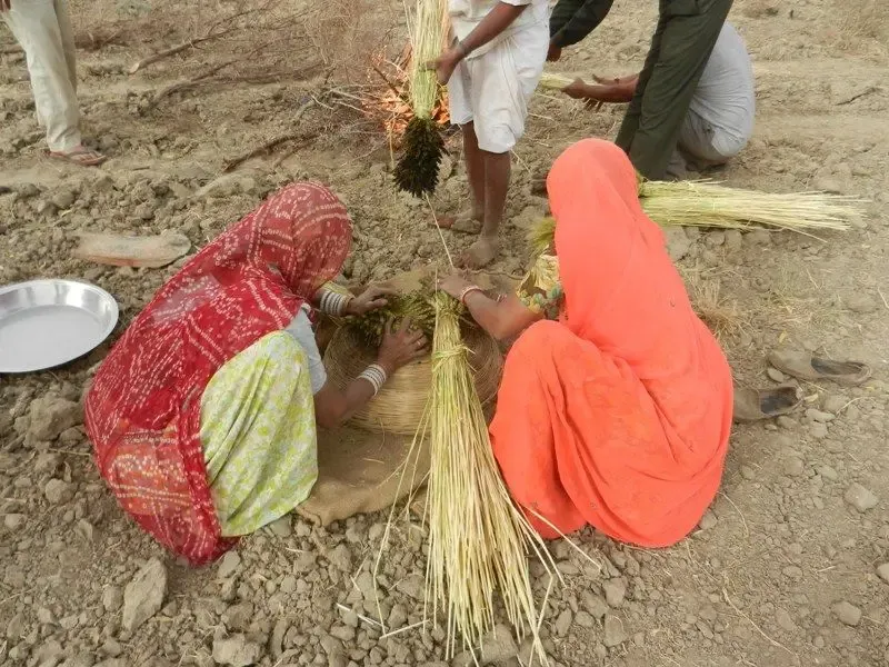 barley-wheat-harvest-at-om-ashram bodyImage