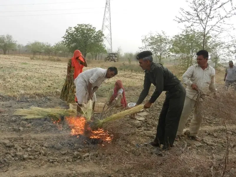 barley-wheat-harvest-at-om-ashram bodyImage