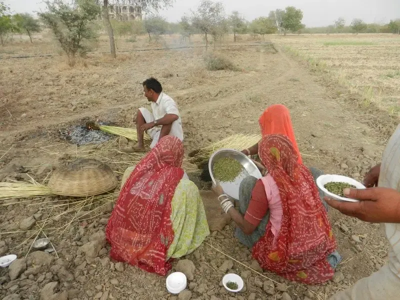 barley-wheat-harvest-at-om-ashram bodyImage