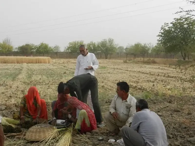 barley-wheat-harvest-at-om-ashram bodyImage