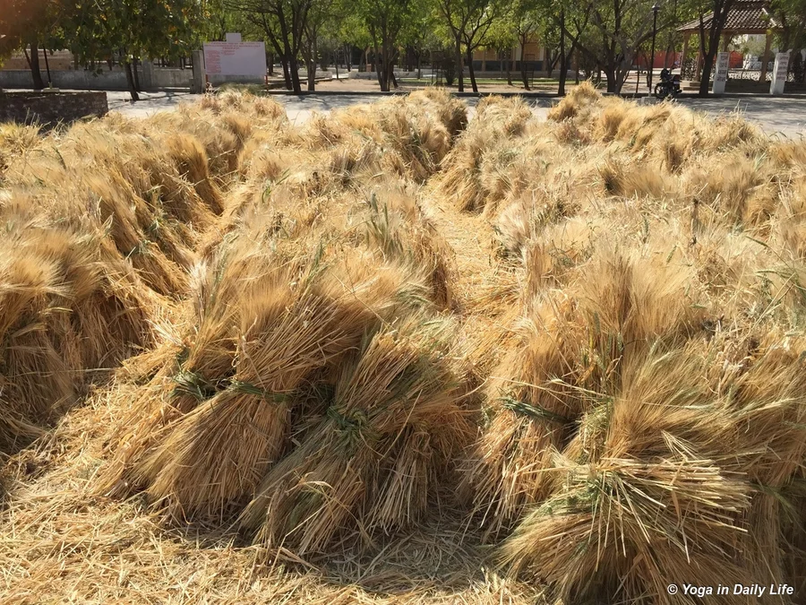 Barley stalks in bundles or phoolis