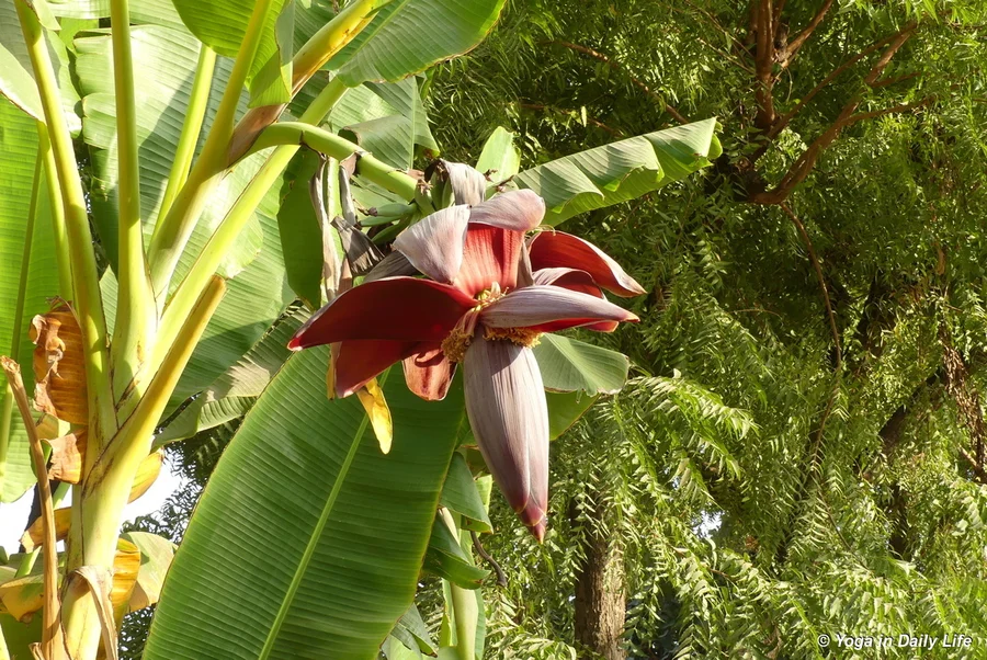 beautiful flower of the banana