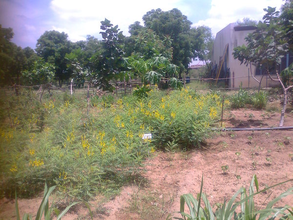 beautiful flowers of the sonamukhi