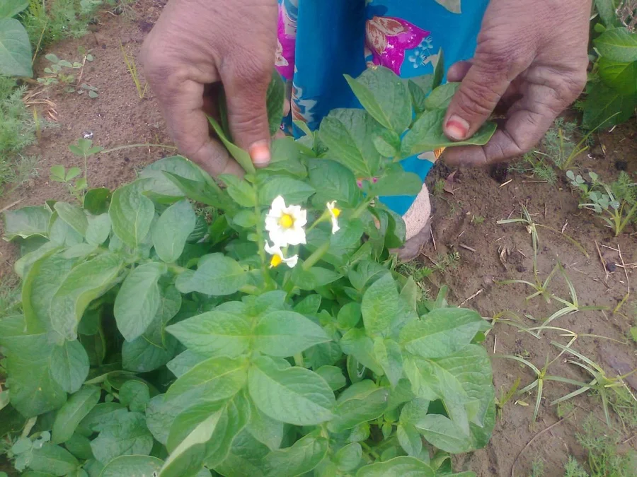 beautiful tender potato flower
