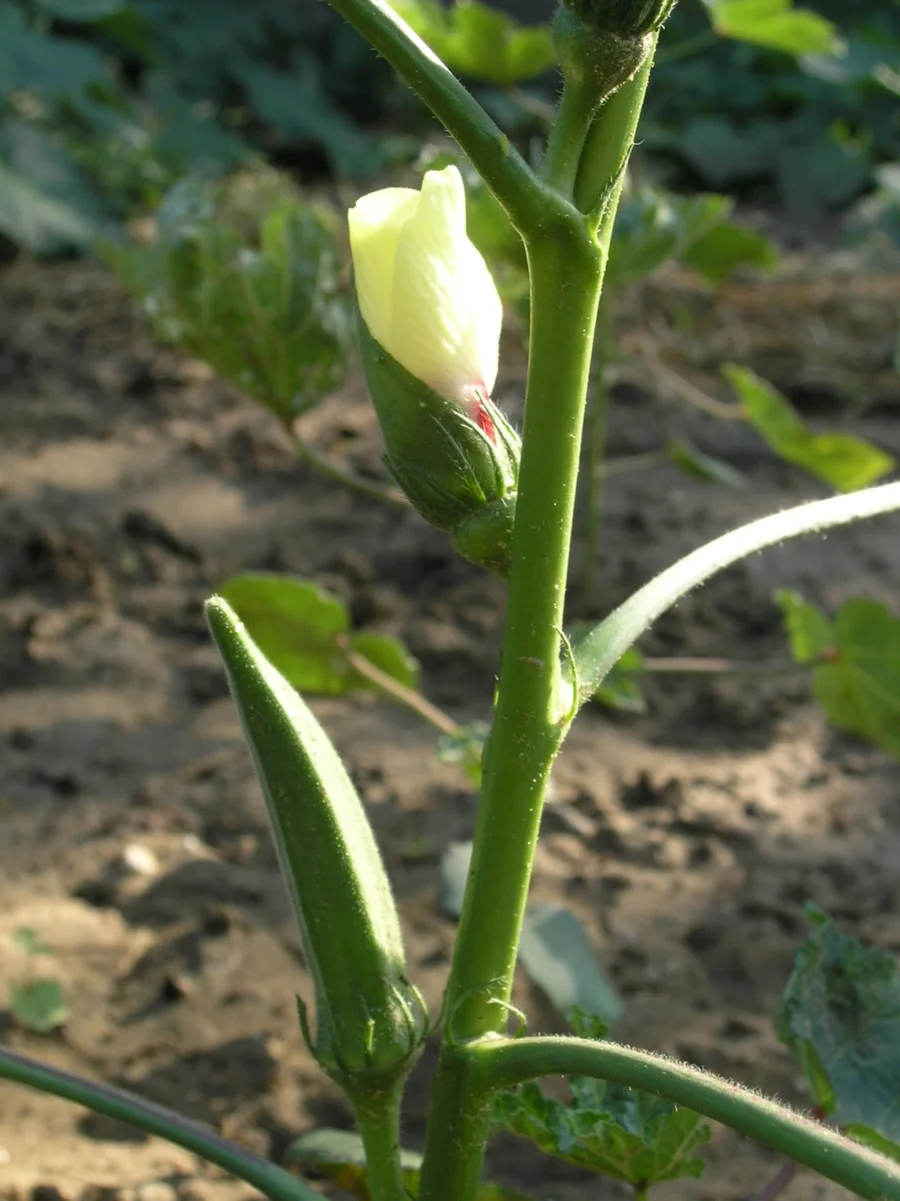 Bhindi flower and vegetable