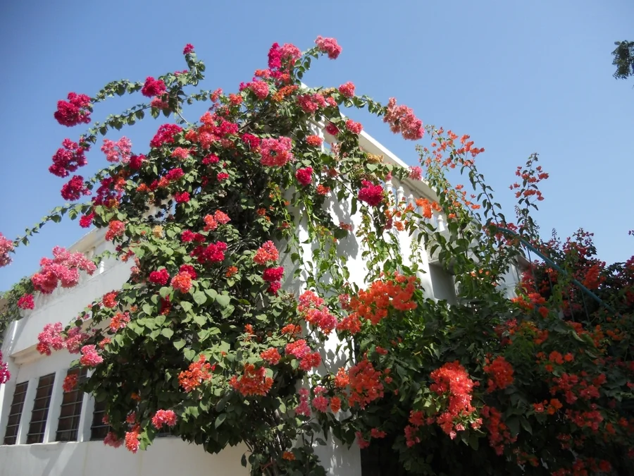 blooming bouganvilleas