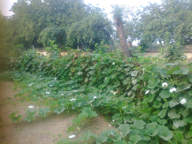 bottle gourd vines near workshop.small
