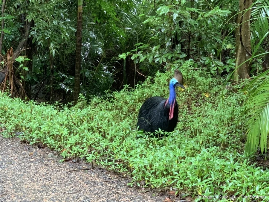 Cassowary at Sancturary Retreat, Queensland