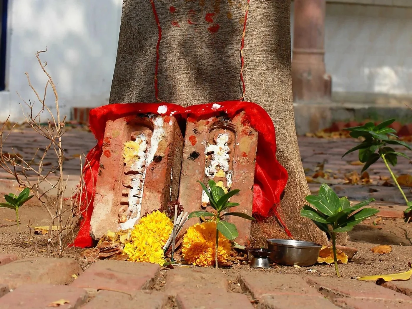 coming-of-spring mainImage