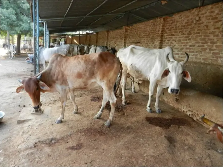 cow-ghee-from-ashram bodyImage