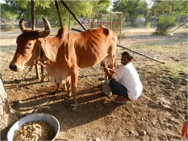 cow-ghee-from-ashram bodyImage
