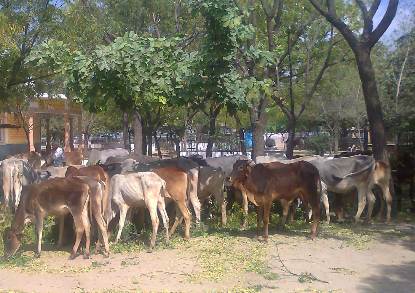 After neem cutting our cows enjoying neem leaves
