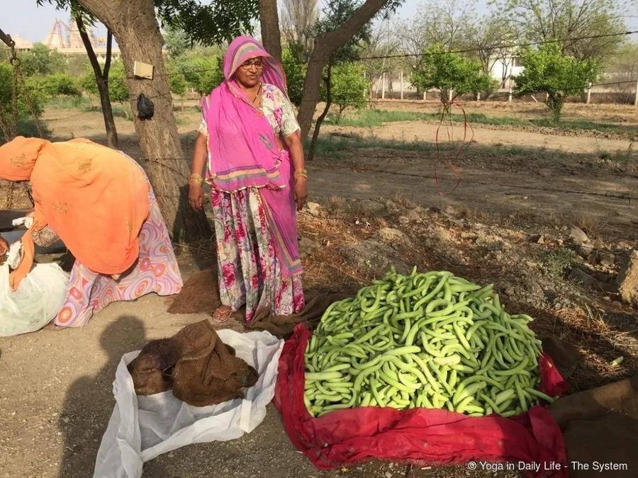 Cucumbers in abundance