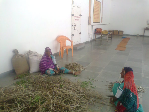 cutting the neem giloy May 2014