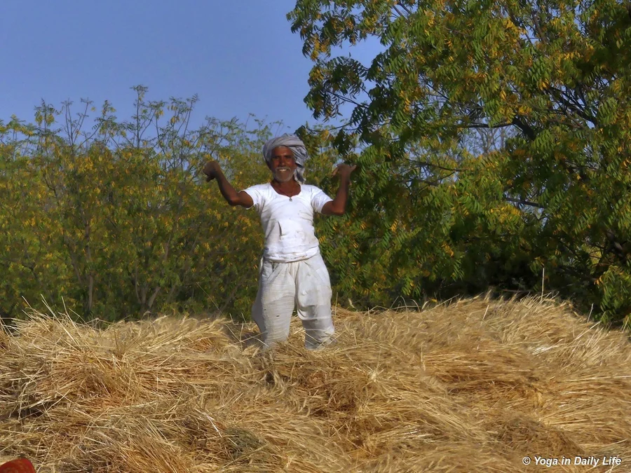 Dance of joy in the sweet smelling bundles of wheat
