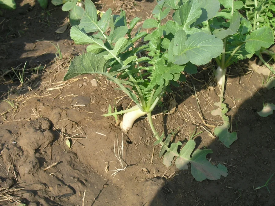 daycon-radish-season-locally-known-as-mooli
