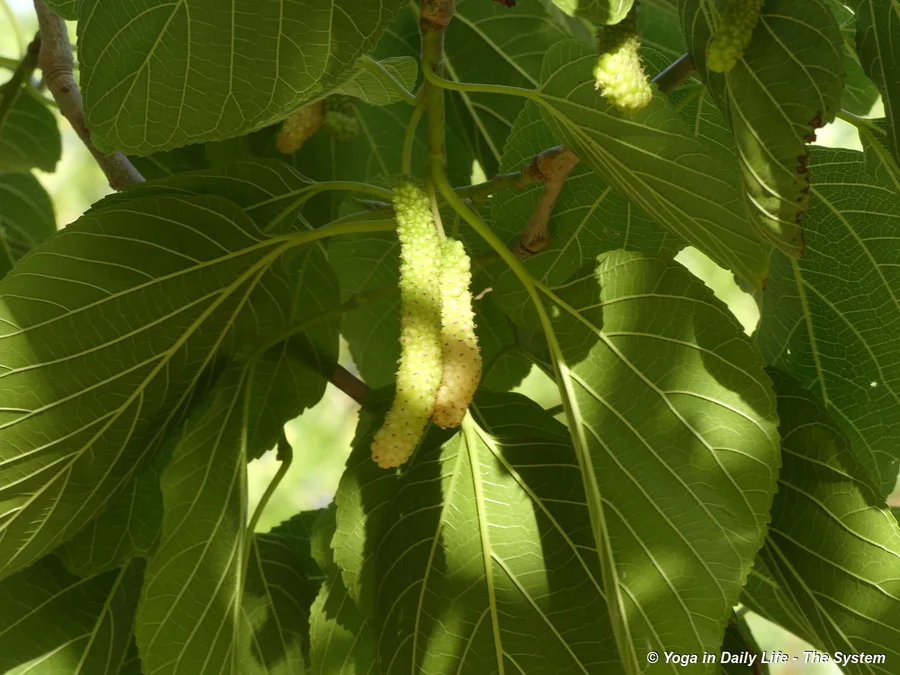 Delicious and syrupy white mulberries