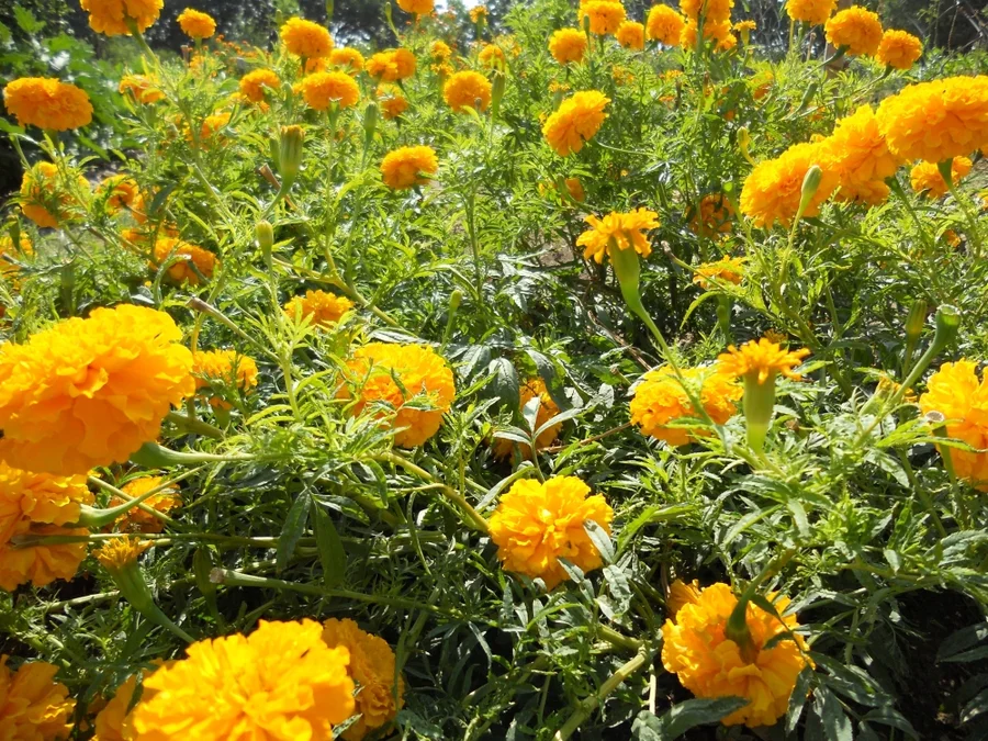 enough for pooja and temples daily