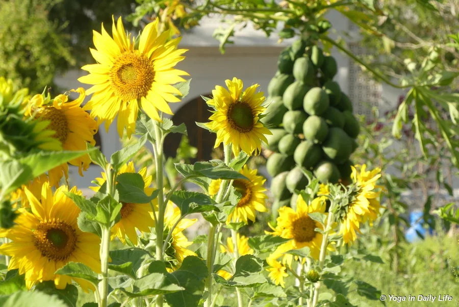 Sunflowers and papaya - fecund indeed