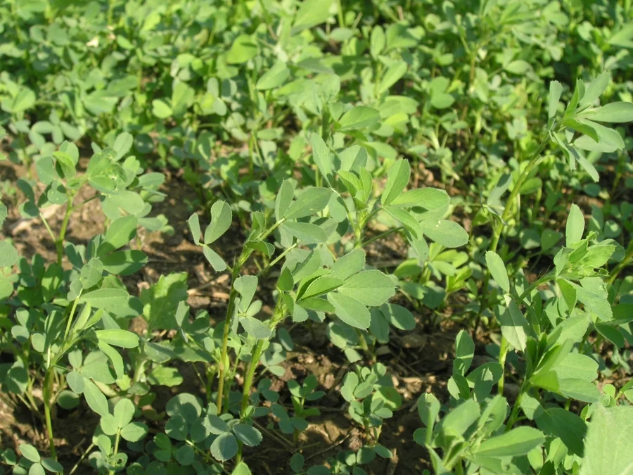 fenugreek-for-sabji-and-then-seed