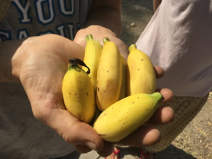 finally The bananas are ripening 1200