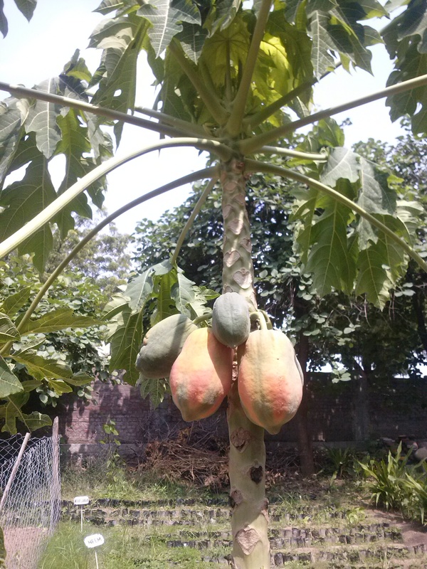 finally some ripe papayas 600