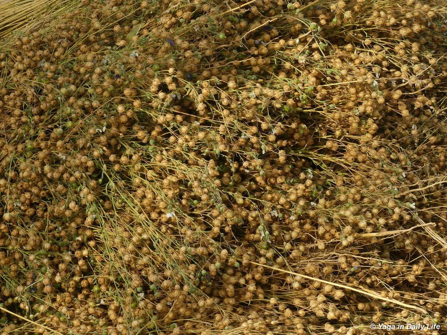Flax (linseed) harvest 2019