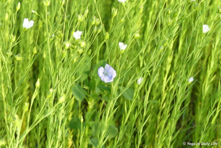 flaxseed in flower