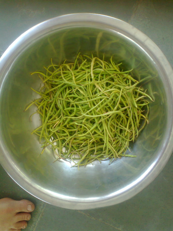 freshly picked sangri