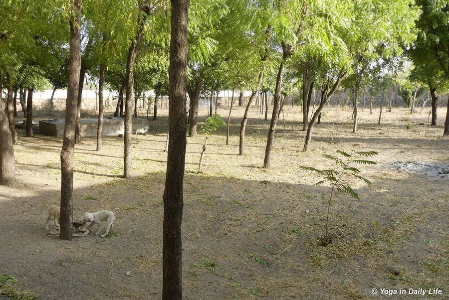 garden behind White House cleared for a safe place for puppies to play