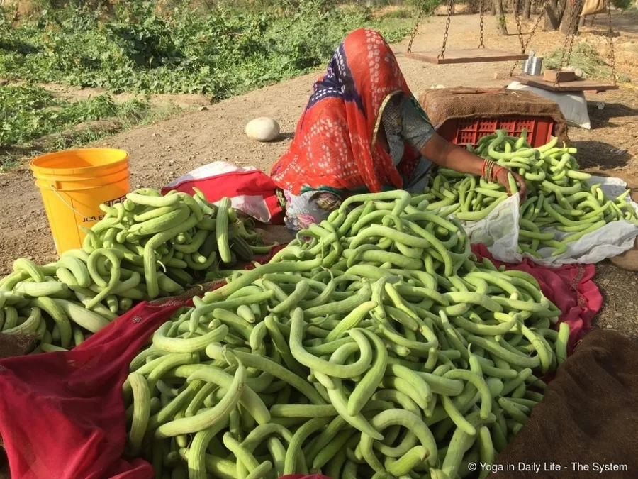 Sorting cucumbers