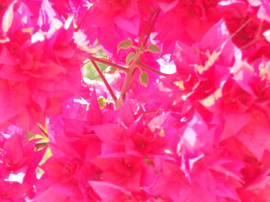 Gods divine creation