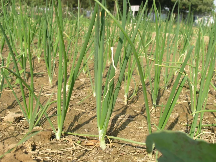 green-onions-for-salad-and-sabjis