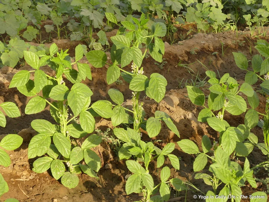 Guar phali flowering