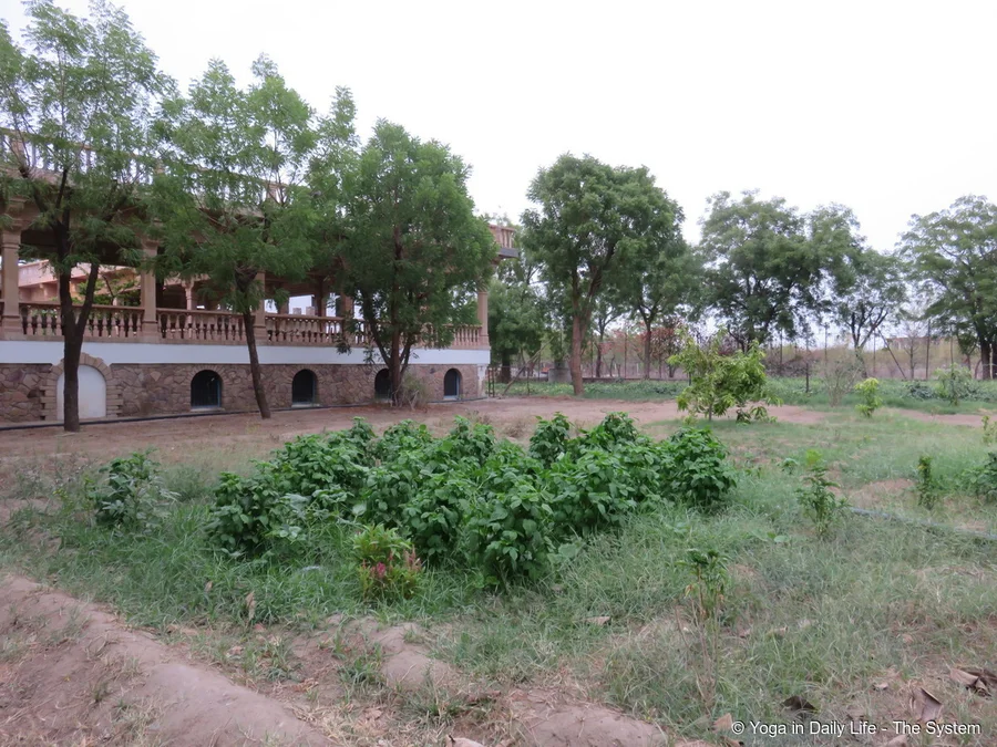 Guar phali beans near the eating verandah