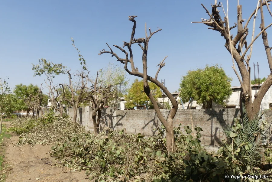 Gunda trees after cutting