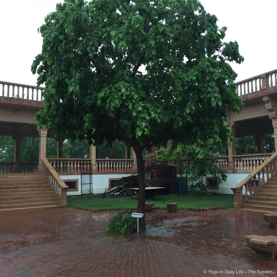 Happy bitter almond tree in kitchen area