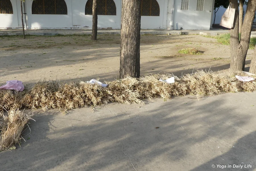 harvested yellow mustard drying in sun