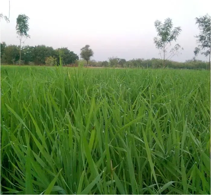 indian-wholewheat-flatbread-chapati bodyImage